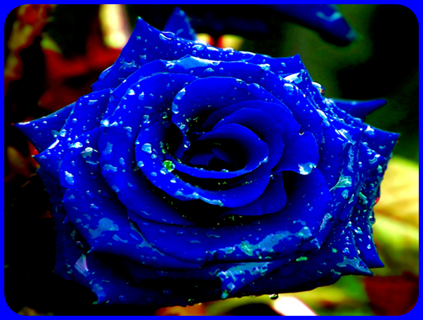 blue-rose-2099941.png